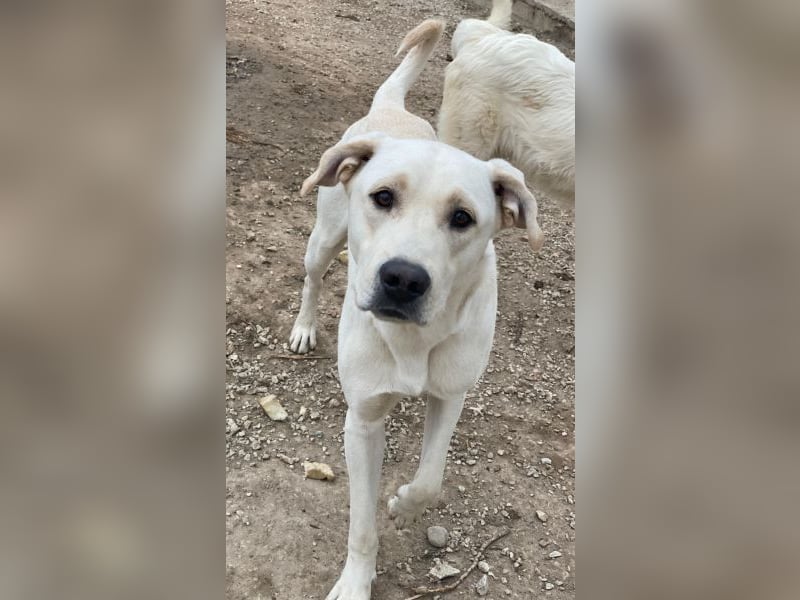 Miguel, geb. ca. 08/2024, lebt in GRIECHENLAND, im städt. Tierheim Serres Miguel, geb. ca. 08/2024, lebt in GRIECHENLAND, im städt. Tierheim Serres