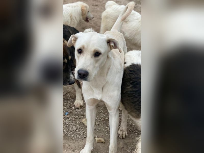 Miguel, geb. ca. 08/2024, lebt in GRIECHENLAND, im städt. Tierheim Serres Miguel, geb. ca. 08/2024, lebt in GRIECHENLAND, im städt. Tierheim Serres