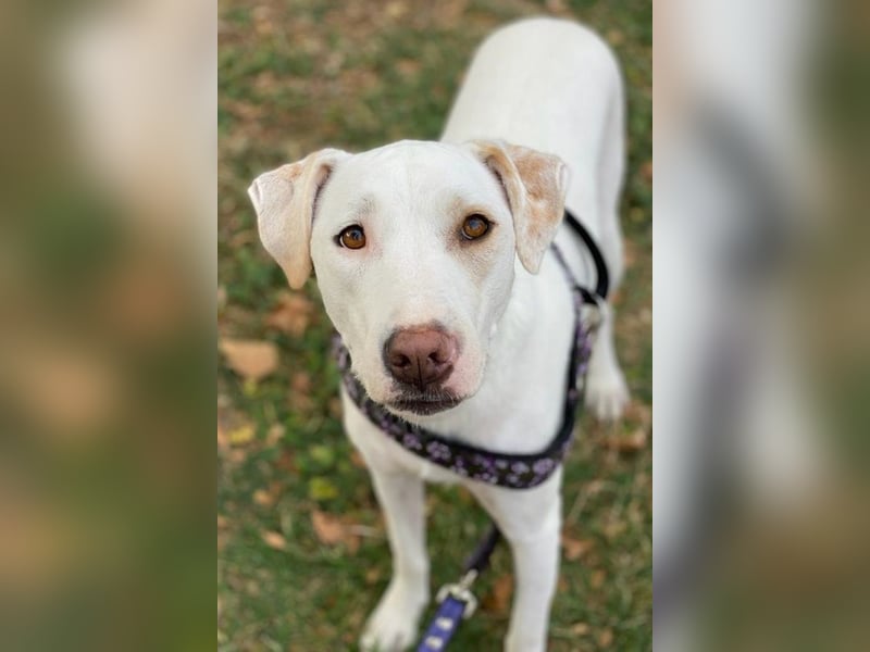 Janna, geb. ca. 10/2019, lebt in GRIECHENLAND, auf einer privaten Pflegestelle Janna, geb. ca. 10/2019, lebt in GRIECHENLAND, auf einer privaten Pflegestelle