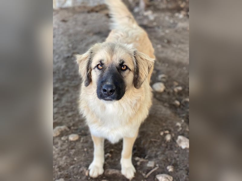 Malou, geb. ca. 04/2024, lebt in GRIECHENLAND, im städt. Tierheim Serres