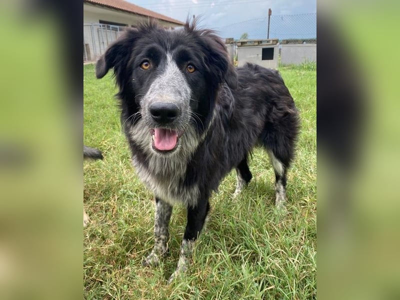 Lessa, geb. ca. 09/2022, lebt in GRIECHENLAND, im städt. Tierheim Serres