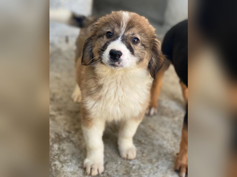 Suvi, geb. ca. 08/2025, lebt in GRIECHENLAND, im städt. Tierheim Serres