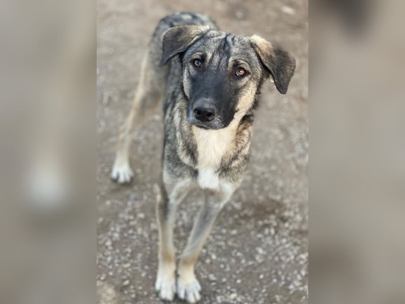 Erwin, geb. ca. 05/2024, lebt in GRIECHENLAND, im städt. Tierheim Serres