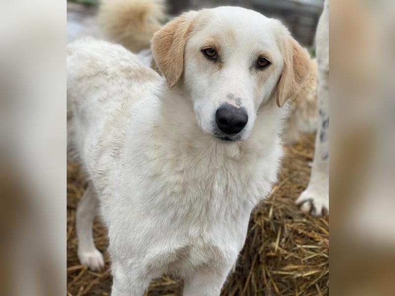 Nami, geb. ca. 12/2019, lebt in GRIECHENLAND, im städt. Tierheim Serres