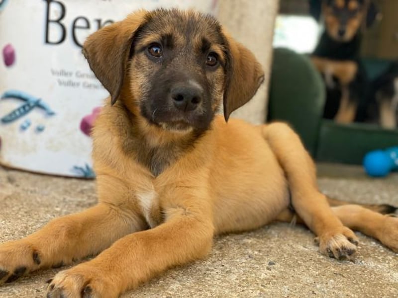 Maverick, geb. ca. 07/2025, lebt in GRIECHENLAND, im städt. Tierheim Serres