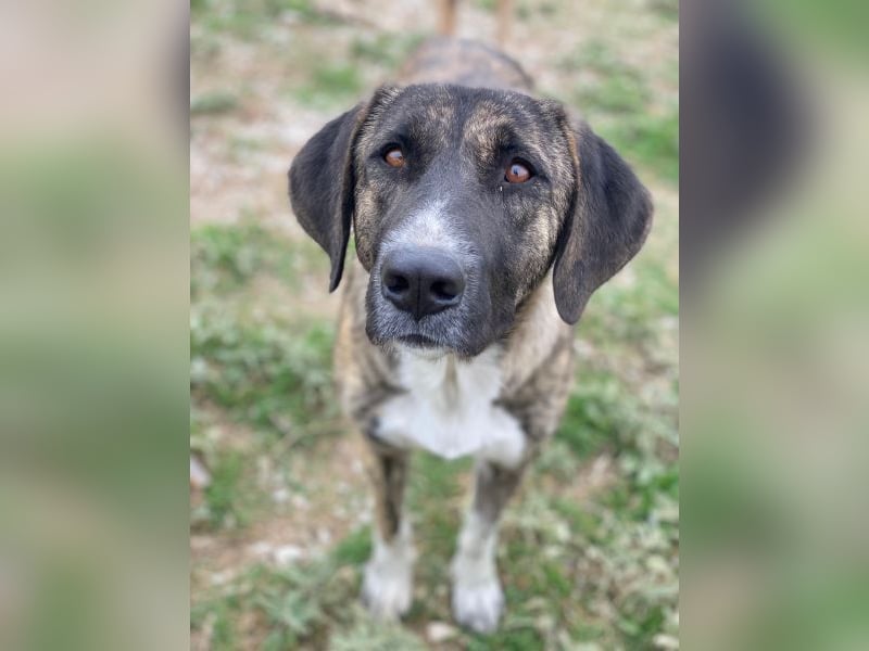 Tenera, geb. ca. 10/2024, lebt in GRIECHENLAND, im städt. Tierheim Serres