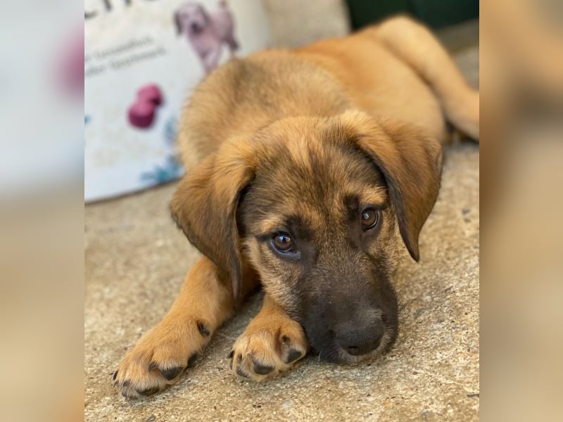 Maverick, geb. ca. 07/2025, lebt in GRIECHENLAND, im städt. Tierheim Serres