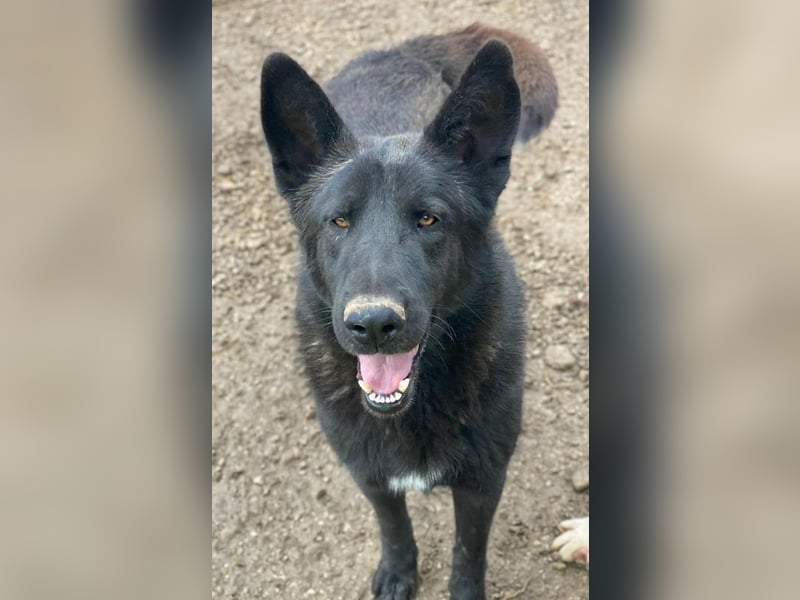 Zanders, geb. ca. 05/2023, lebt in GRIECHENLAND, im städt. Tierheim Serres