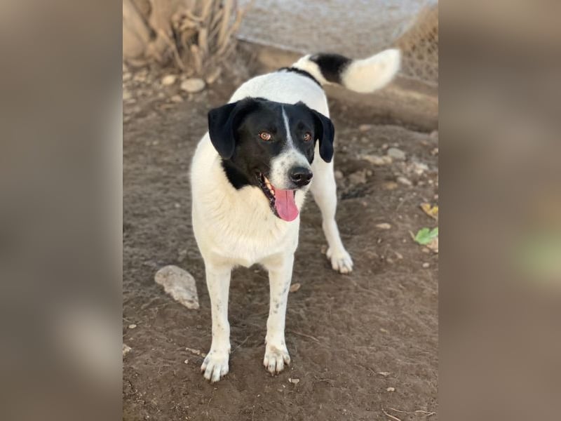 Grecco, geb. ca. 11/2022, lebt in GRIECHENLAND, im städt. Tierheim Serres