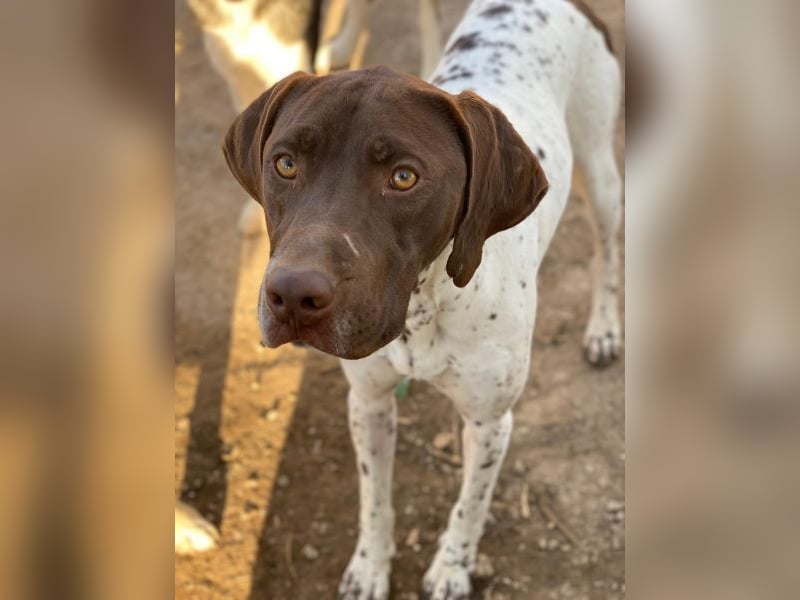 Areno, geb. ca. 08/2024, lebt in GRIECHENLAND, auf einer privaten Pflegestelle