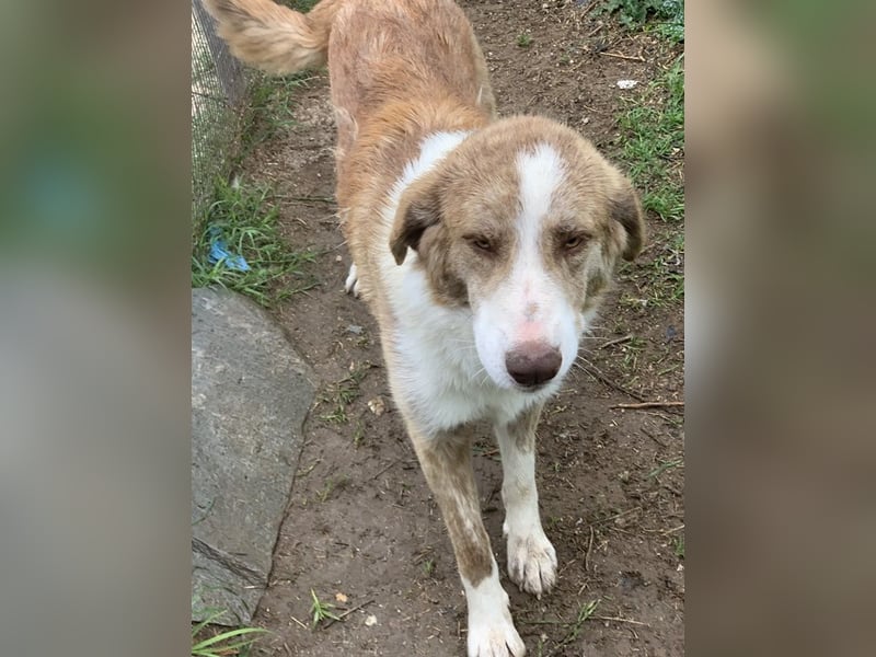 Baruso, geb. ca. 05/2020, lebt in GRIECHENLAND, auf einer privaten Pflegestelle