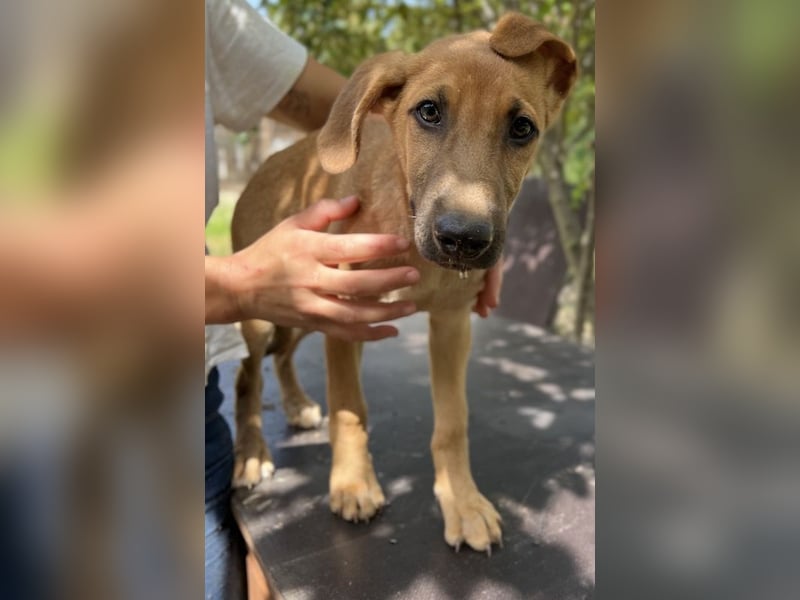 Jamie, geb. ca. 06/2022, lebt in GRIECHENLAND, auf einer privaten Pflegestelle