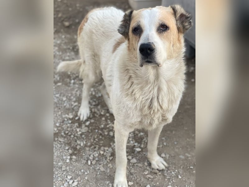Jorma, geb. ca. 03/2016, lebt in GRIECHENLAND, im städt. Tierheim Serres