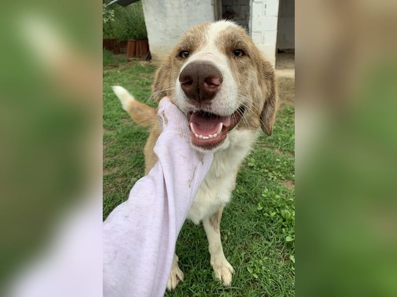 Baruso, geb. ca. 05/2020, lebt in GRIECHENLAND, auf einer privaten Pflegestelle