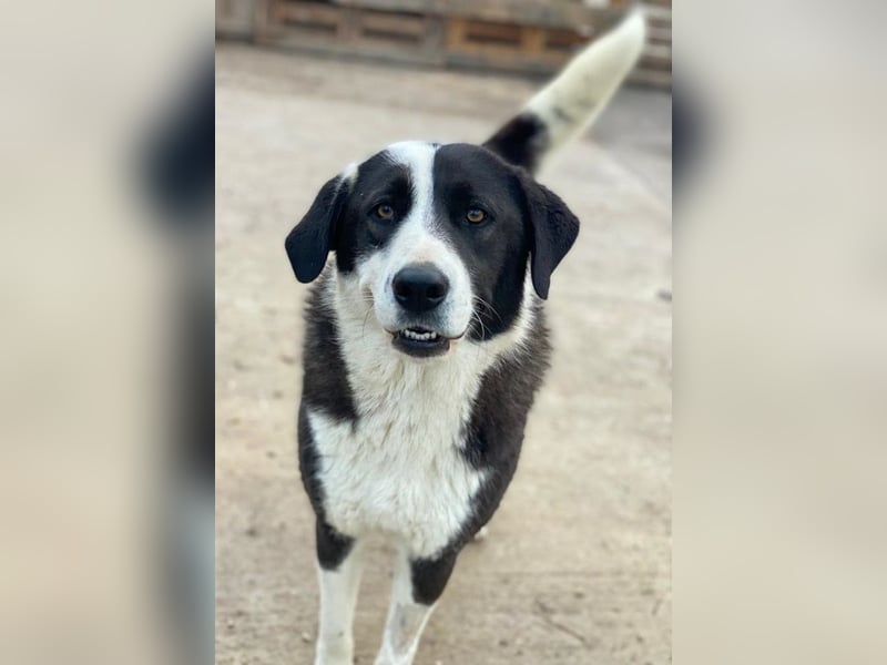 Aquata, geb. ca. 01/2023, lebt in GRIECHENLAND, im städt. Tierheim Serres