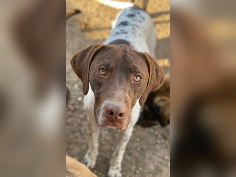 Areno, geb. ca. 08/2024, lebt in GRIECHENLAND, auf einer privaten Pflegestelle