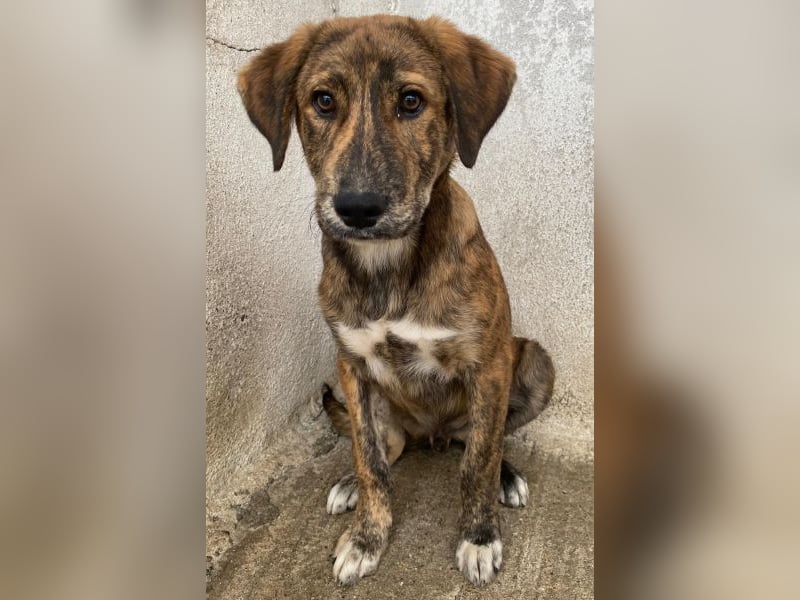 Fiyero, geb. ca. 07/2025, lebt in GRIECHENLAND, im städt. Tierheim Serres