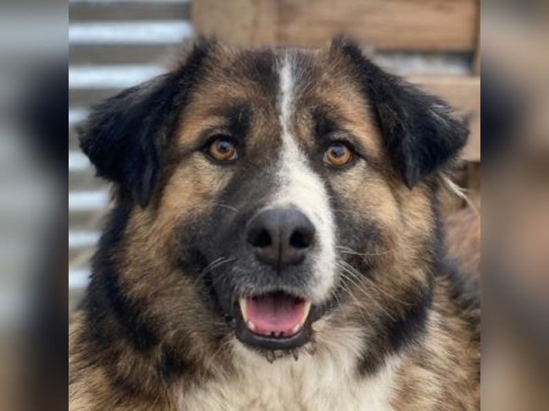 Poppi, geb. ca. 06/2021, lebt in GRIECHENLAND, im städt. Tierheim Serres