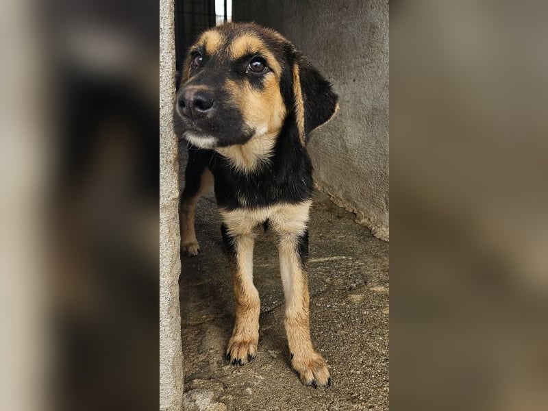 Elphaba, geb. ca. 07/2025, lebt in GRIECHENLAND, im städt. Tierheim Serres