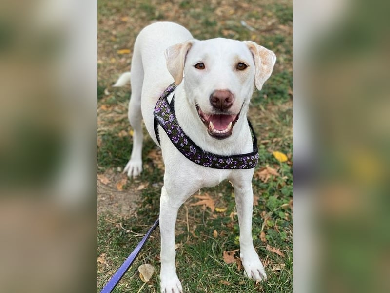 Janna, geb. ca. 10/2019, lebt in GRIECHENLAND, auf einer privaten Pflegestelle Janna, geb. ca. 10/2019, lebt in GRIECHENLAND, auf einer privaten Pflegestelle