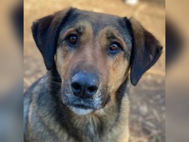 Rhea, geb. ca. 11/2021, lebt in GRIECHENLAND, auf einer privaten Pflegestelle