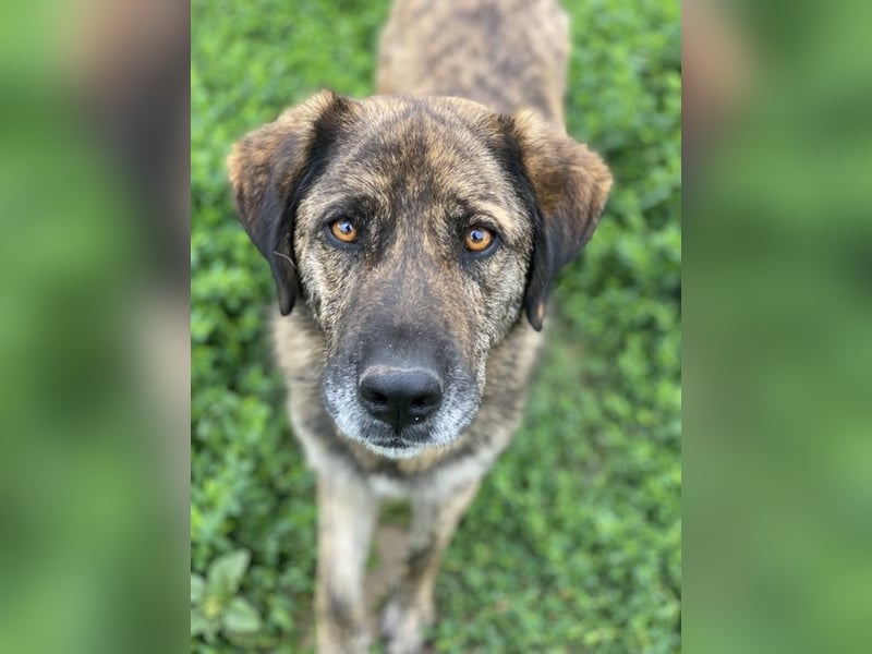 Theo, geb. ca. 04/2022, lebt in GRIECHENLAND, im städt. Tierheim Serres Theo, geb. ca. 04/2022, lebt in GRIECHENLAND, im städt. Tierheim Serres