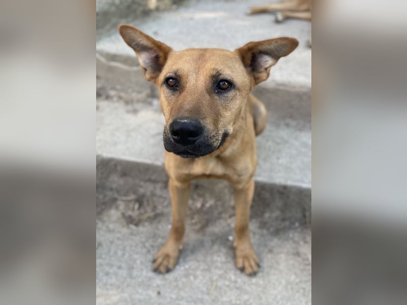 Zella, geb. ca. 03/2023, lebt auf einer Pflegestelle in 47638 Straelen