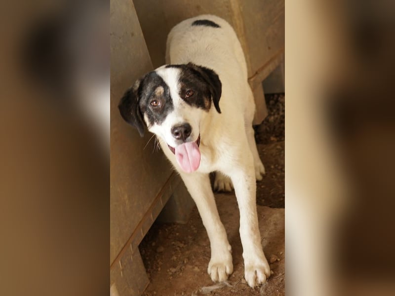 Thundery, geb. ca. 11/2022, lebt in GRIECHENLAND, im städt. Tierheim Serres