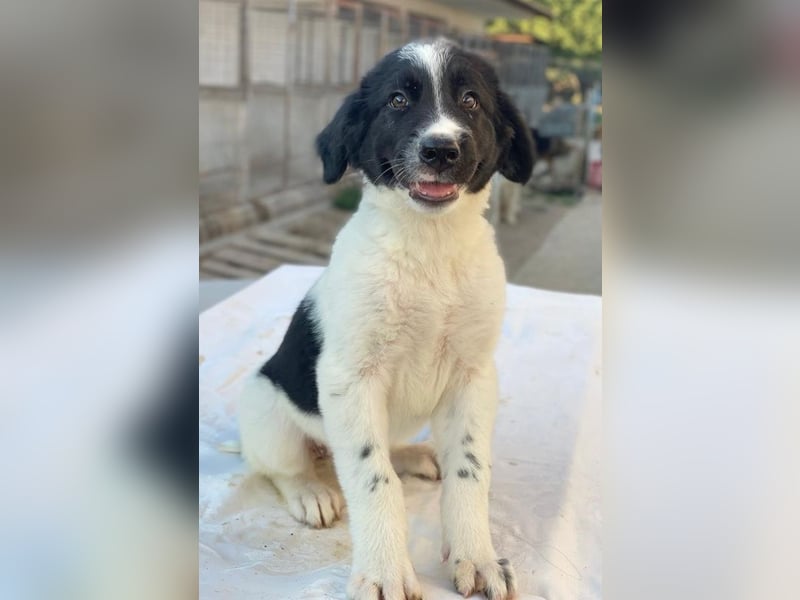 Anastasia, geb. ca. 05/2025, lebt in GRIECHENLAND, im städt. Tierheim Serres