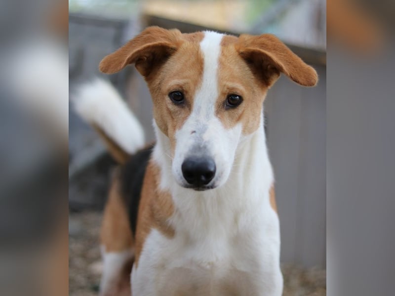 Eneas, geb. ca. 07/2023, lebt in GRIECHENLAND, im städt. Tierheim Serres