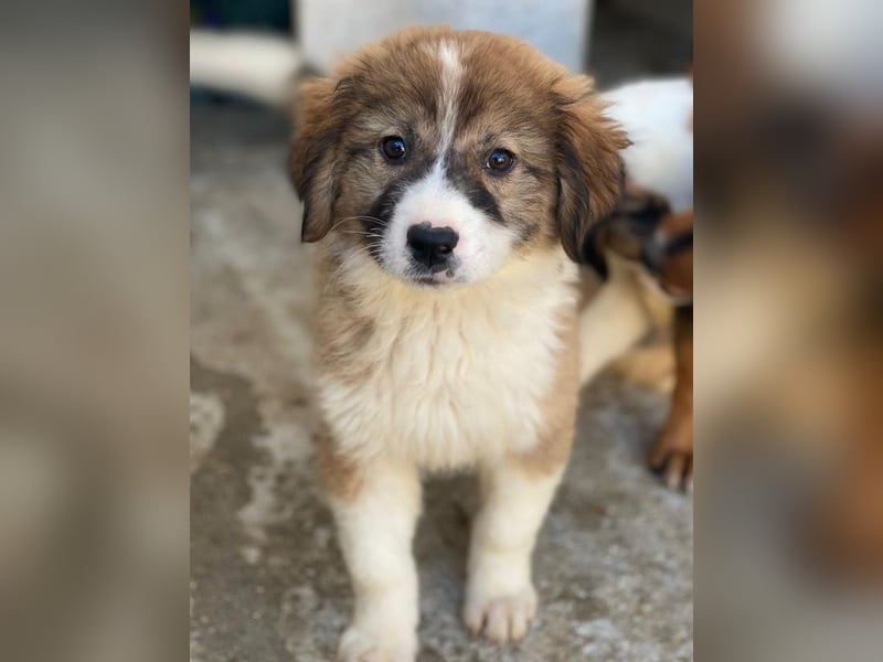 Suvi, geb. ca. 08/2025, lebt in GRIECHENLAND, im städt. Tierheim Serres