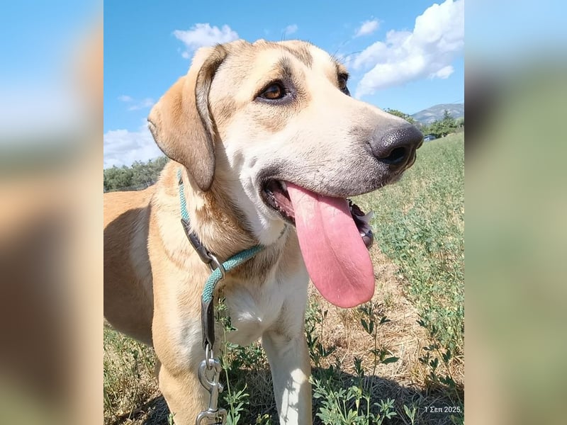 Angeliki, geb. ca. 12/2024, lebt in GRIECHENLAND, auf einer privaten Pflegestelle