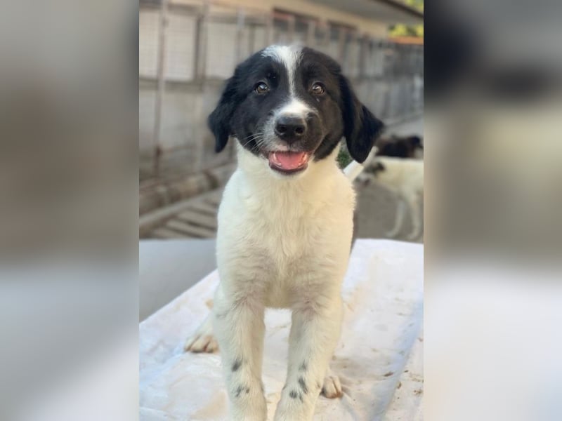 Anastasia, geb. ca. 05/2025, lebt in GRIECHENLAND, im städt. Tierheim Serres