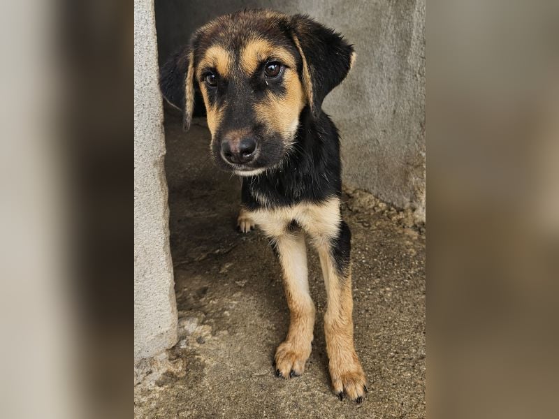 Elphaba, geb. ca. 07/2025, lebt in GRIECHENLAND, im städt. Tierheim Serres