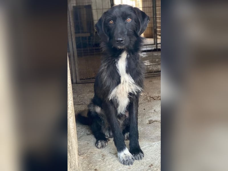 Erebus, geb. ca. 01/2025, lebt in GRIECHENLAND, im städt. Tierheim Serres