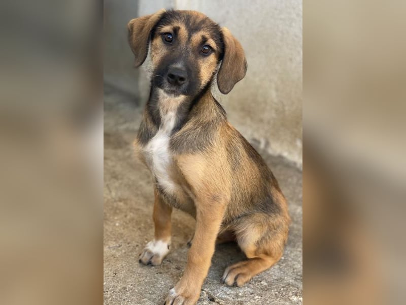 Tayachen, geb. ca. 07/2025, lebt in GRIECHENLAND, im städt. Tierheim Serres