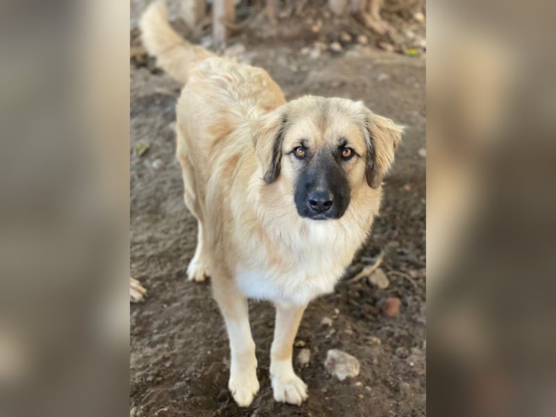 Malou, geb. ca. 04/2024, lebt in GRIECHENLAND, im städt. Tierheim Serres