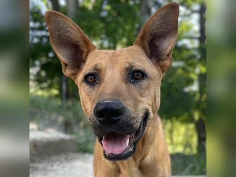 Zella, geb. ca. 03/2023, lebt auf einer Pflegestelle in 47638 Straelen