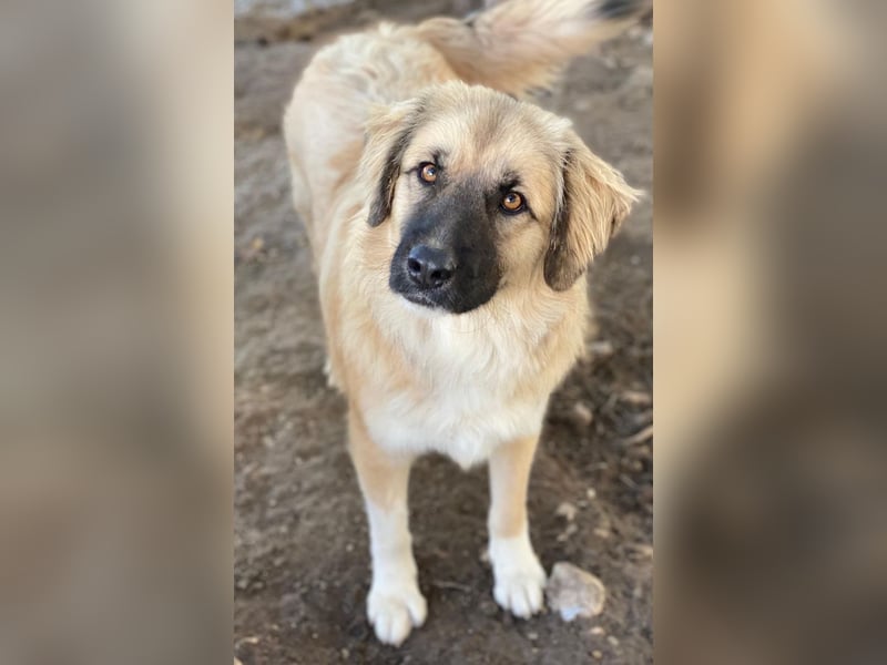 Malou, geb. ca. 04/2024, lebt in GRIECHENLAND, im städt. Tierheim Serres