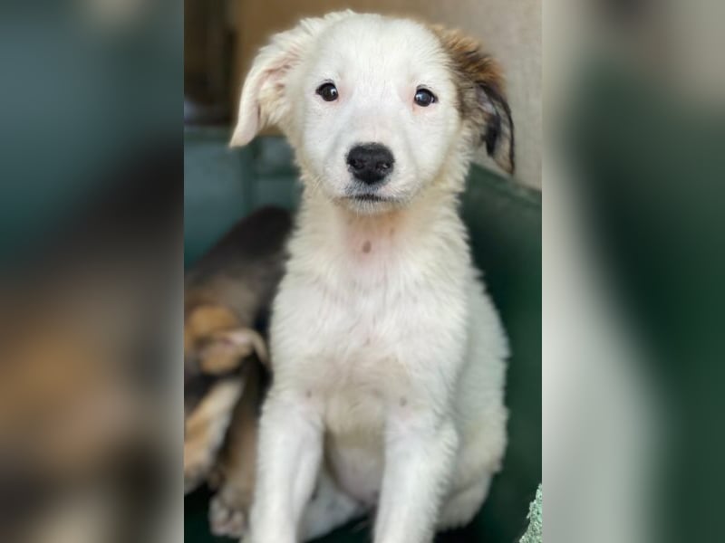 Luna, geb. ca. 07/2025, lebt in GRIECHENLAND, im städt. Tierheim Serres