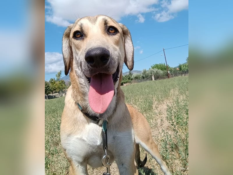 Angeliki, geb. ca. 12/2024, lebt in GRIECHENLAND, auf einer privaten Pflegestelle