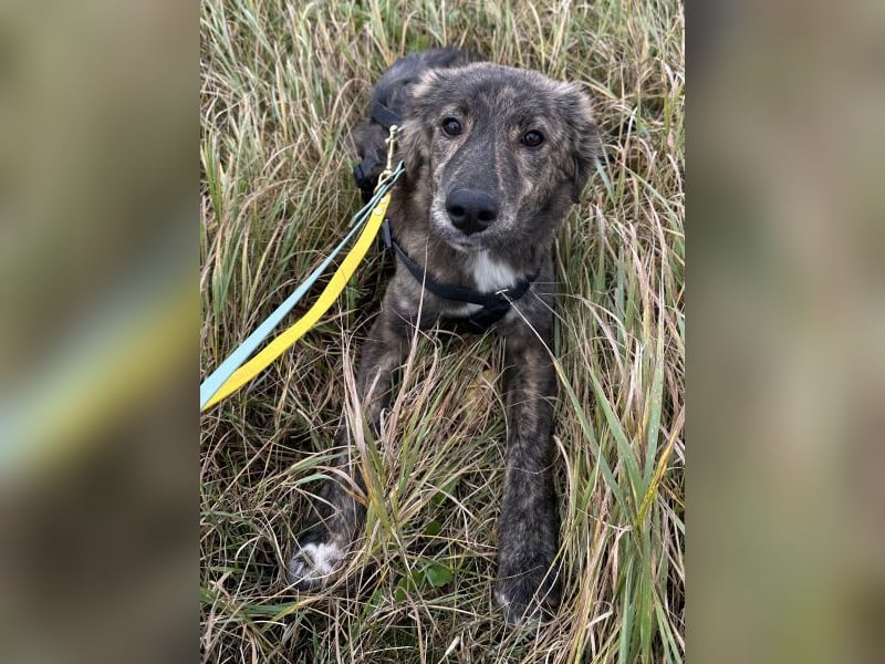 Kaya, geb. ca. 05/2025, lebt auf einer Pflegestelle in 95168 Marktleuthen