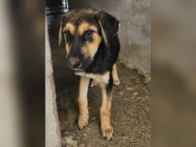 Elphaba, geb. ca. 07/2025, lebt in GRIECHENLAND, im städt. Tierheim Serres