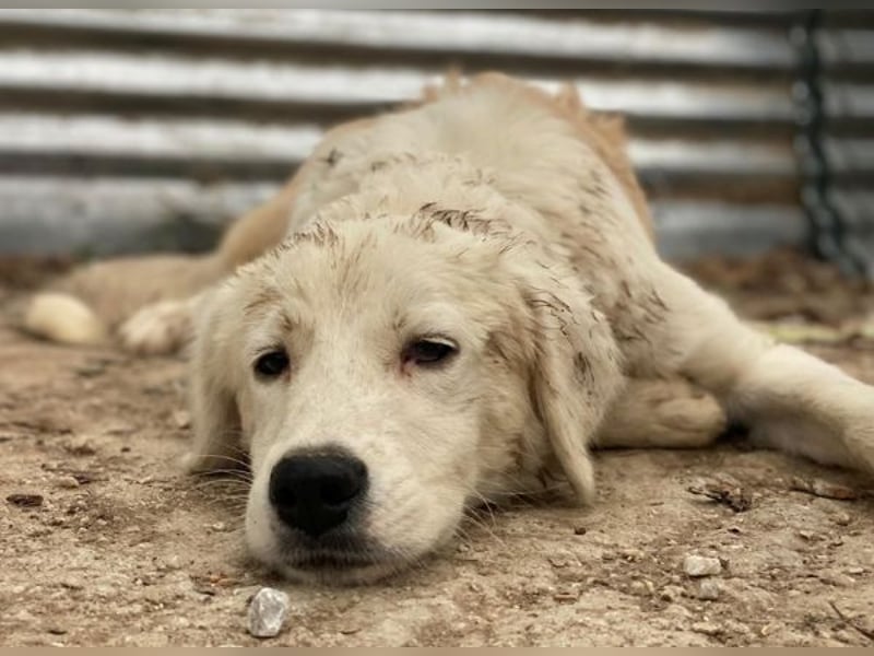 Havoc, geb. ca. 03/2025, lebt in GRIECHENLAND, auf einer privaten Pflegestelle