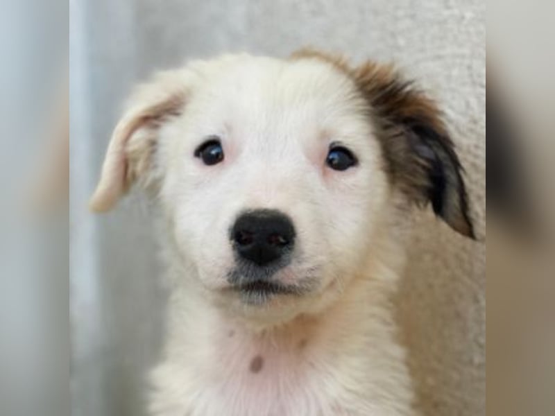 Luna, geb. ca. 07/2025, lebt in GRIECHENLAND, im städt. Tierheim Serres