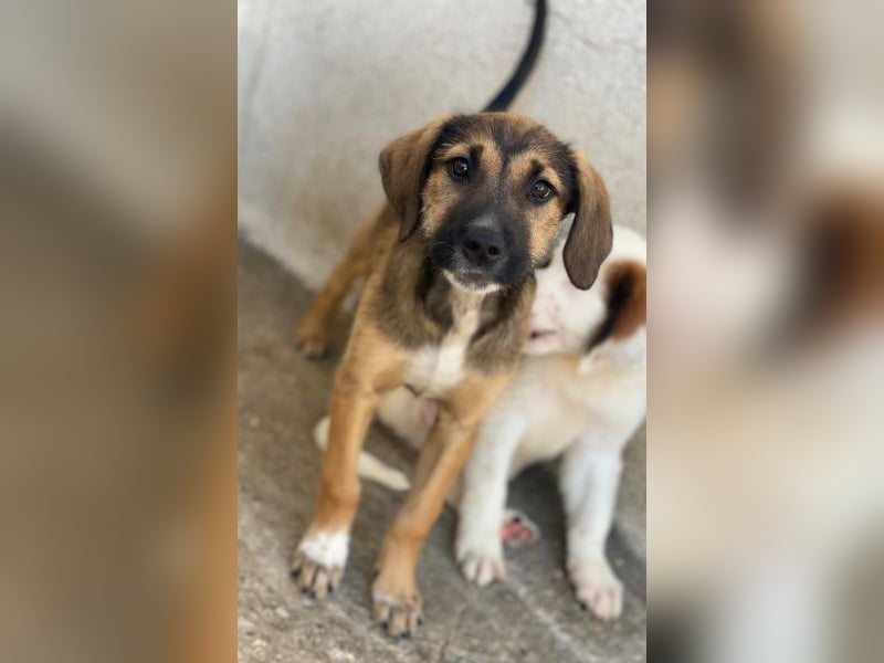 Tayachen, geb. ca. 07/2025, lebt in GRIECHENLAND, im städt. Tierheim Serres