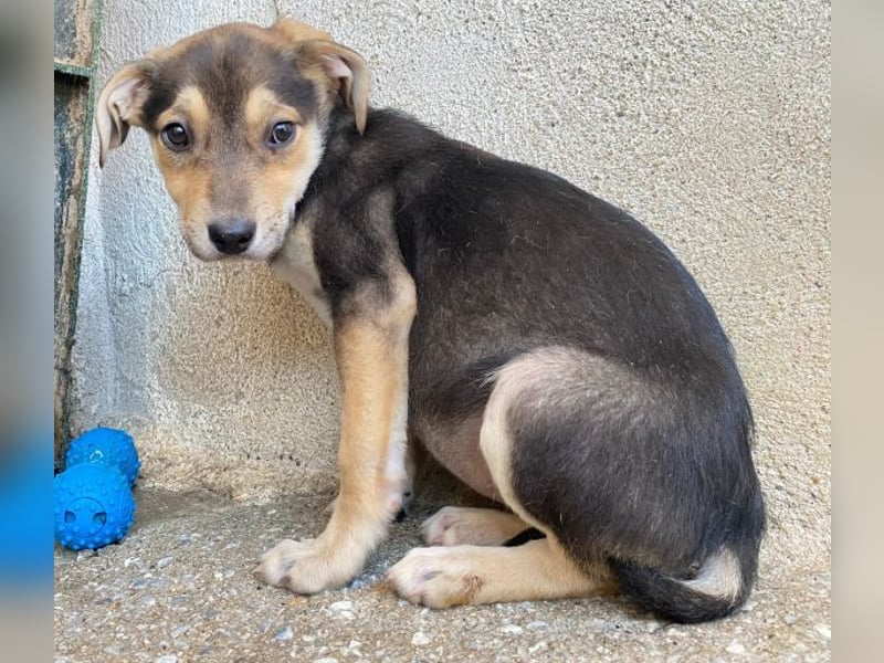 Daphne, geb. ca. 07/2025, lebt in GRIECHENLAND, im städt. Tierheim Serres