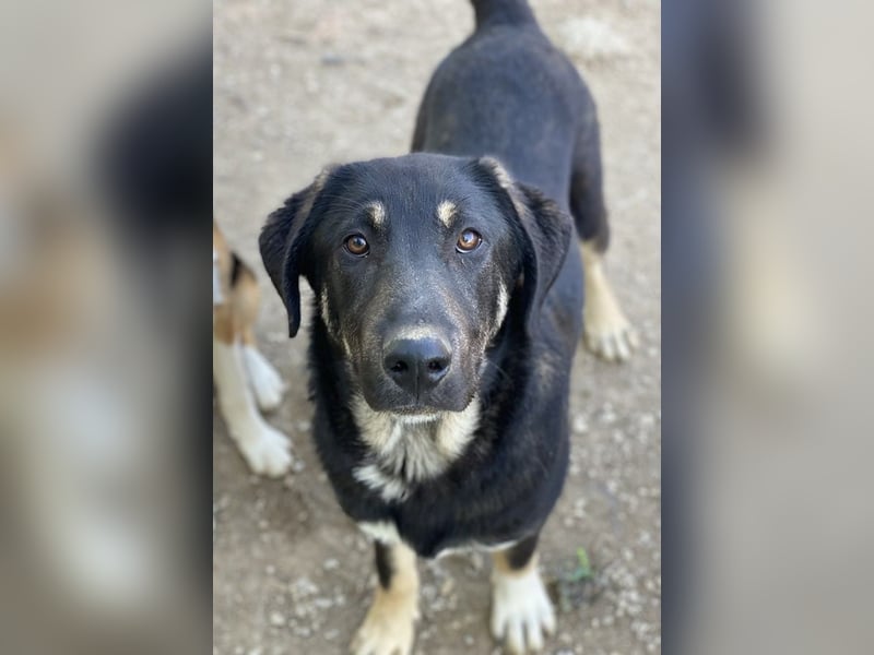 Neco, geb. ca. 11/2023, lebt in GRIECHENLAND, im städt. Tierheim Serres Neco, geb. ca. 11/2023, lebt in GRIECHENLAND, im städt. Tierheim Serres