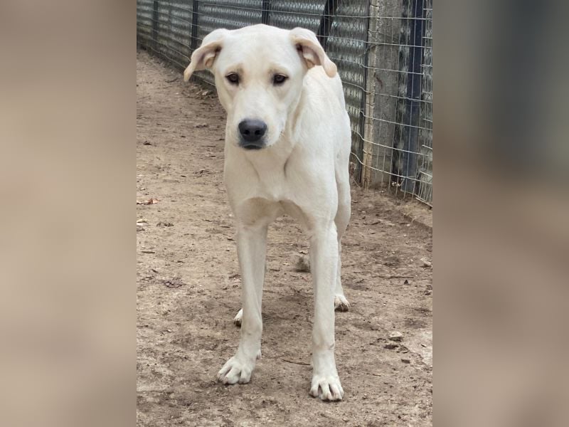 Miguel, geb. ca. 08/2024, lebt in GRIECHENLAND, im städt. Tierheim Serres Miguel, geb. ca. 08/2024, lebt in GRIECHENLAND, im städt. Tierheim Serres