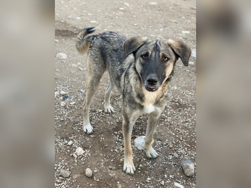 Erwin, geb. ca. 05/2024, lebt in GRIECHENLAND, im städt. Tierheim Serres